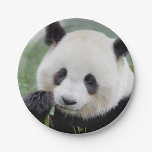 Paper plane Photo giant panda 0309. Plates