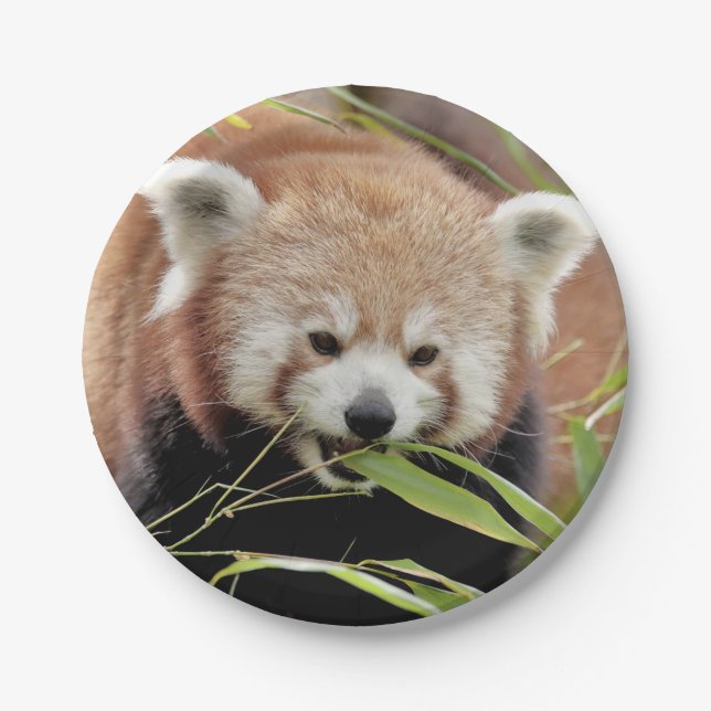 Paper plane Photo red panda 0469. Paper Plates (Front)