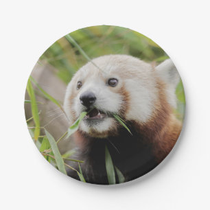 Paper plane Photo red panda 0470. Plates