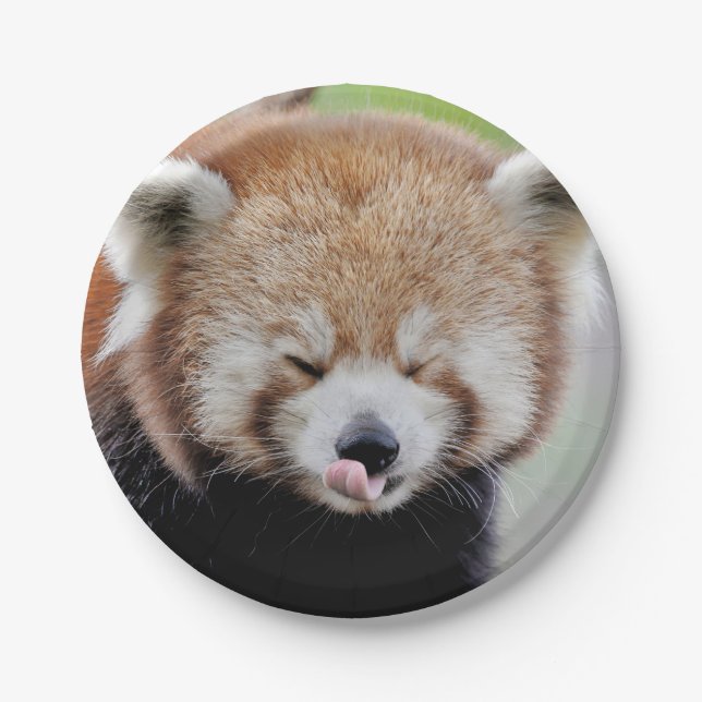 Paper plane Photo red panda 0471. Plates (Front)