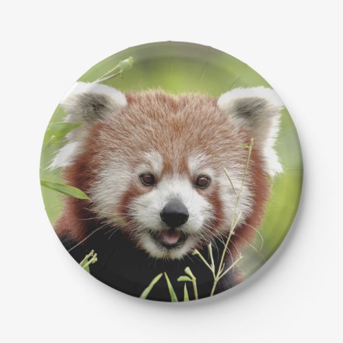 Paper plane Photo red panda 0472 Paper Plates