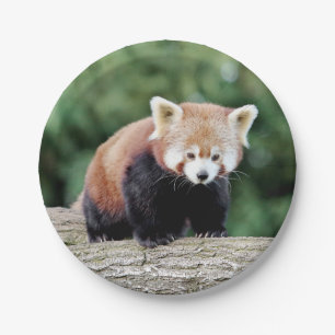 Paper plane Photo red panda 0473. Paper Plates