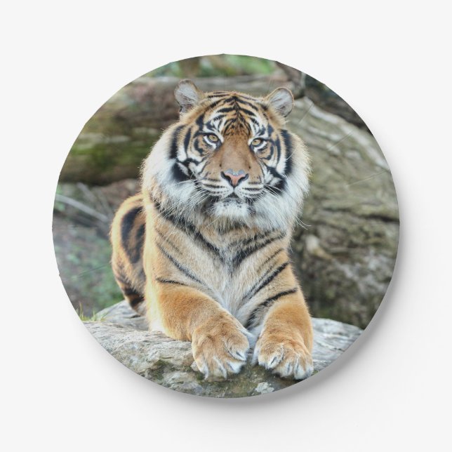 Paper Plane. Photo tiger 04. Paper Plate (Front)