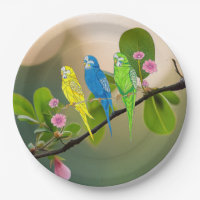 Paper Plate Budgies