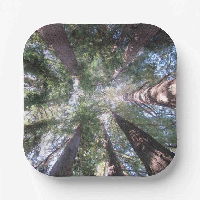 Paper Plates and Bowls California Redwoods Look Up (Front)