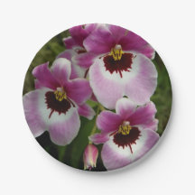Paper Plates - Pansy Orchid