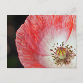 Paper Poppy Postcard