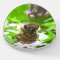 Paper Weight - Honey Bee