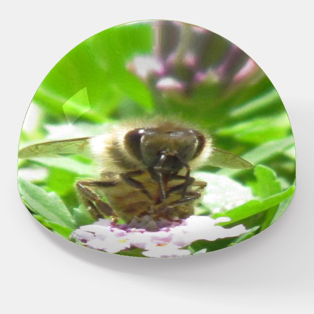 Paper Weight - Honey Bee (Angled)