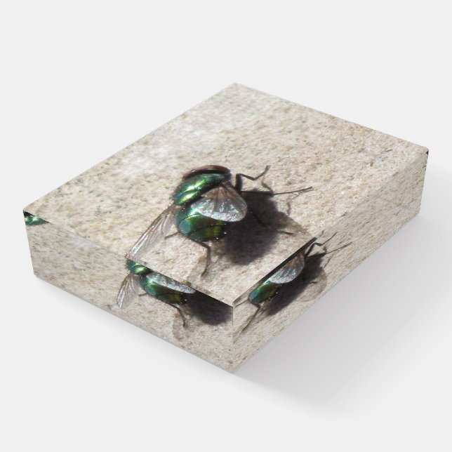Paper Weight - House Fly (Angled)
