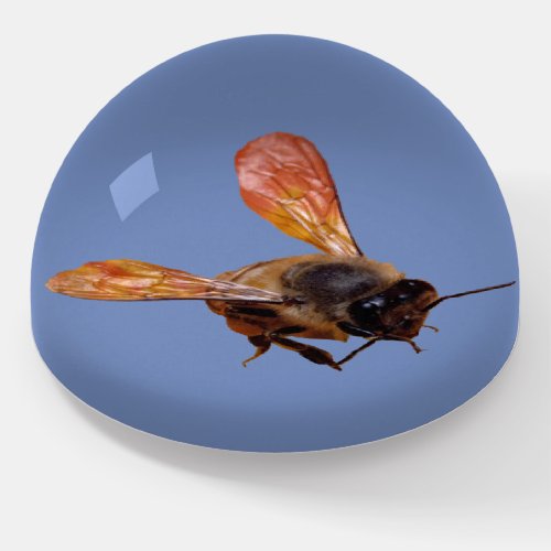 Paper Weight _ Insect Specimen