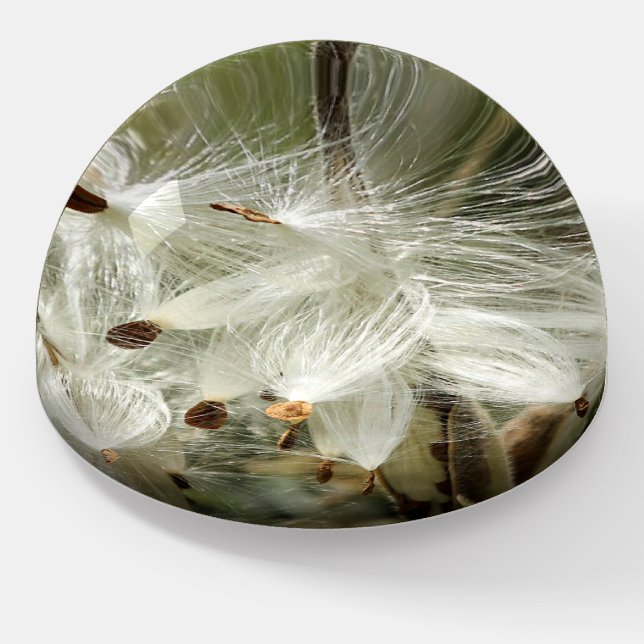 Paper Weight Milkweed Seeds (Angled)