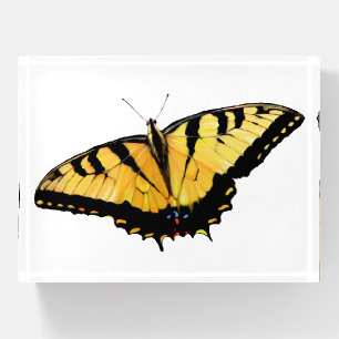 Paper Weight Tiger Swallowtail.