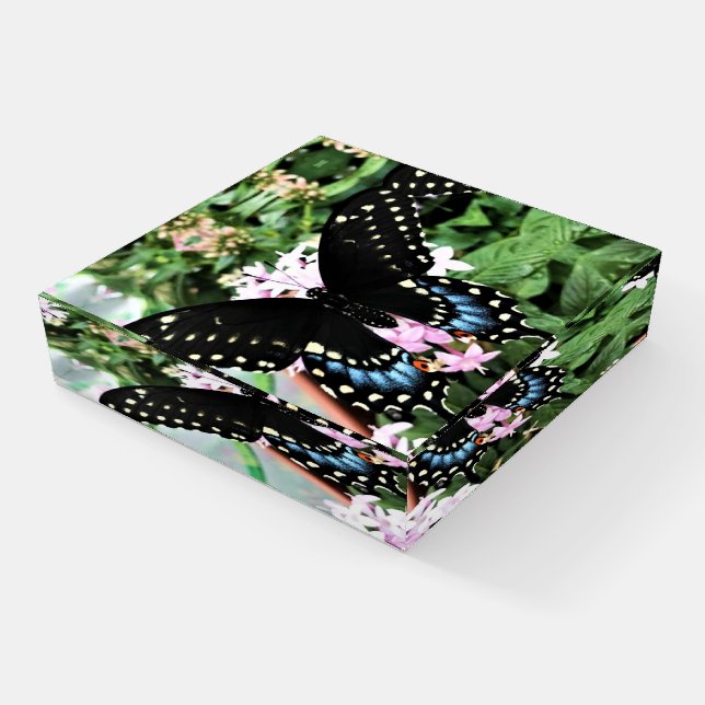 Paperweight Black Swallowtail (Angled)