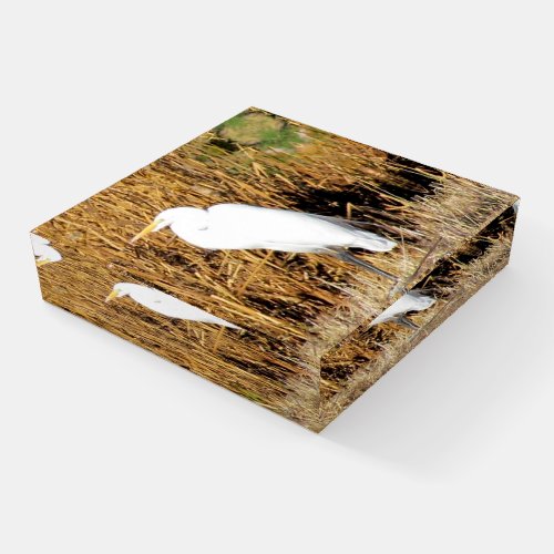 Paperweight _ Egret in Brown Grass