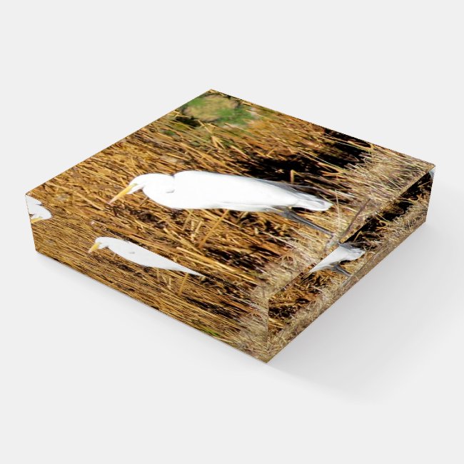 Paperweight - Egret in Brown Grass