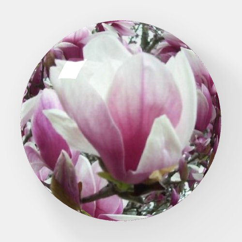 Paperweight _ Saucer Magnolia