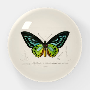 PAPERWEIGHT : VINTAGE BUTTERFLY ILLUSTRATION