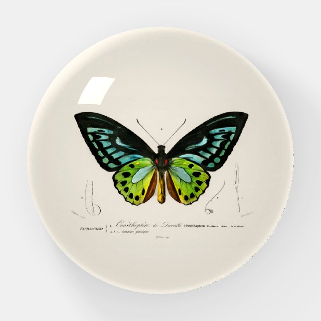 PAPERWEIGHT : VINTAGE BUTTERFLY ILLUSTRATION (Front)