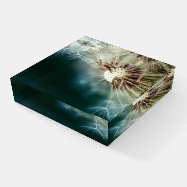 Paperweights - Dandelion Seeds Paperweight (Angled)