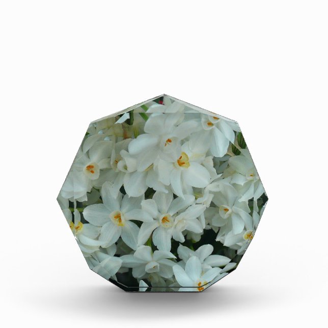 Paperwhite Narcissus Delicate White Flowers Award (Front)
