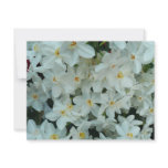 Paperwhite Narcissus Delicate White Flowers Card