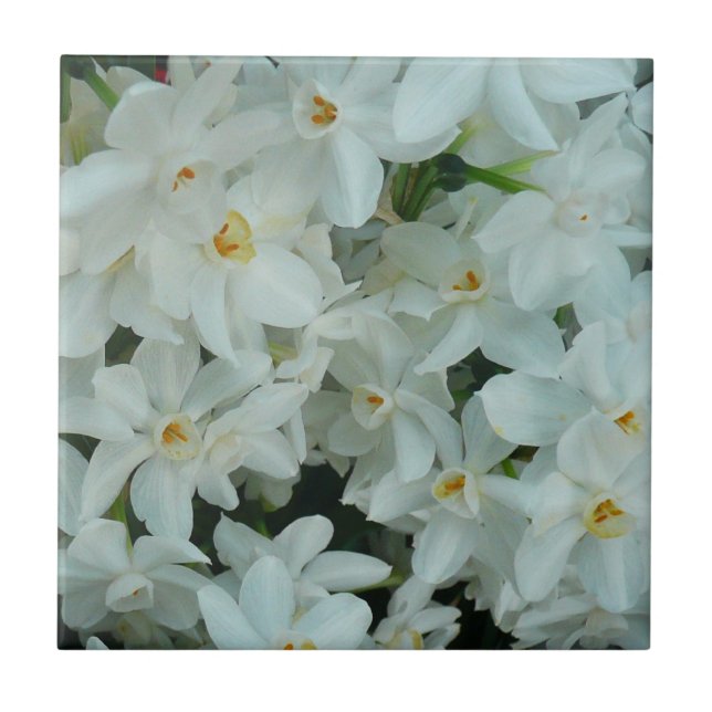 Paperwhite Narcissus Delicate White Flowers Ceramic Tile (Front)
