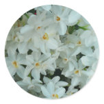 Paperwhite Narcissus Delicate White Flowers Classic Round Sticker