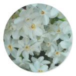 Paperwhite Narcissus Delicate White Flowers Classic Round Sticker