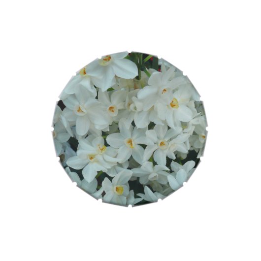 Paperwhite Narcissus Delicate White Flowers Jelly Belly Candy Tin (Top)