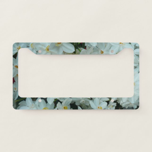 Paperwhite Narcissus Delicate White Flowers License Plate Frame (Front)