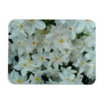 Paperwhite Narcissus Delicate White Flowers Magnet