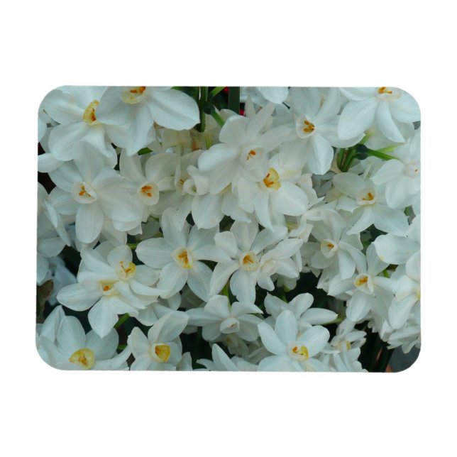 Paperwhite Narcissus Delicate White Flowers Magnet (Horizontal)