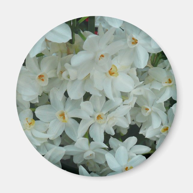 Paperwhite Narcissus Delicate White Flowers Magnet (Front)