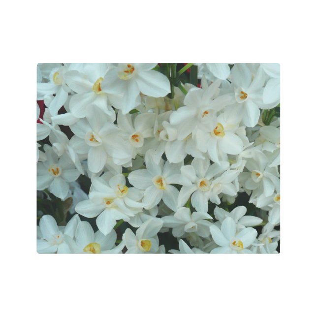 Paperwhite Narcissus Delicate White Flowers Metal Print (Front)