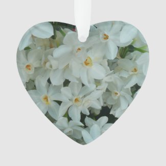 Paperwhite Narcissus zarte weiße Blüten