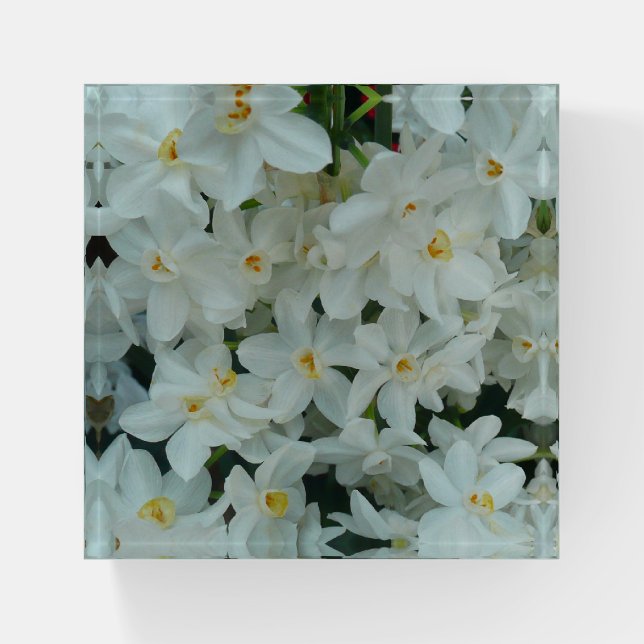 Paperwhite Narcissus Delicate White Flowers Paperweight (Front)