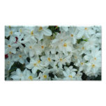 Paperwhite Narcissus Delicate White Flowers Photo Print