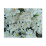 Paperwhite Narcissus Delicate White Flowers Postcard