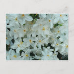 Paperwhite Narcissus Delicate White Flowers Postcard