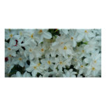 Paperwhite Narcissus Delicate White Flowers Poster