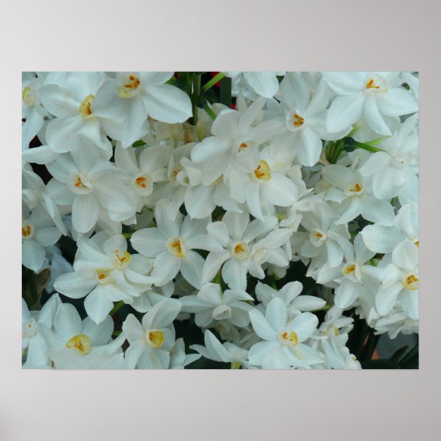 Paperwhite Narcissus Delicate White Flowers Poster (Front)