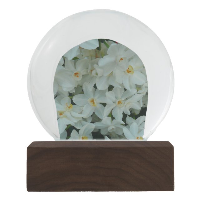 Paperwhite Narcissus Delicate White Flowers Snow Globe (Front)
