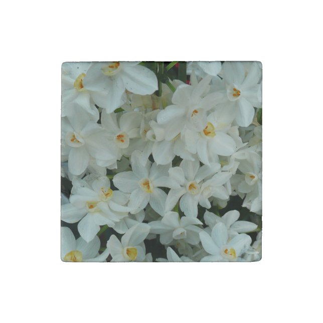 Paperwhite Narcissus Delicate White Flowers Stone Magnet (Front)