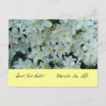 Paperwhite Narcissus "Save the Date" Postcard
