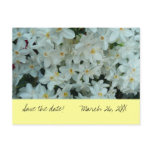 Paperwhite Narcissus "Save the Date" Postcard