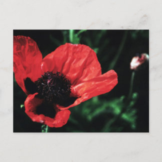 Papery Red Poppy Postcard