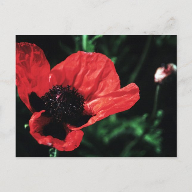 Papery Red Poppy Postcard (Front)