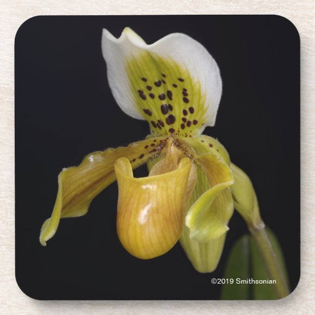 Paphiopedilum Exul Beverage Coaster (Front)