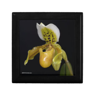 Paphiopedilum Exul Gift Box